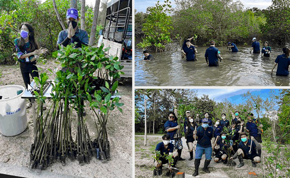 Mangrove plantactie in Thailand