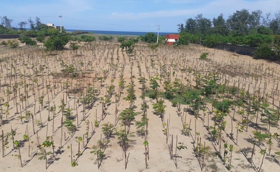 3.000 bomen geplant in Mahabalipuram, Tamil Nadu