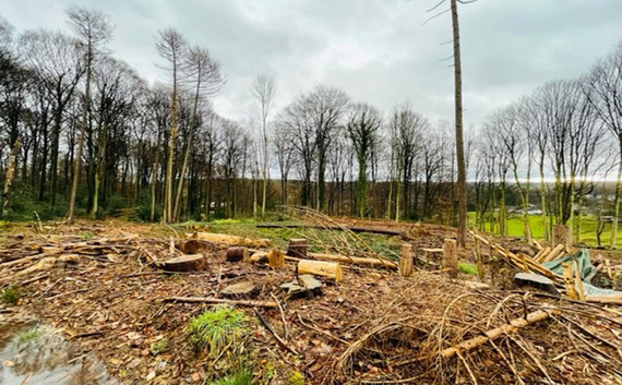 Beschadigd bosgebied in Herrenstrunden